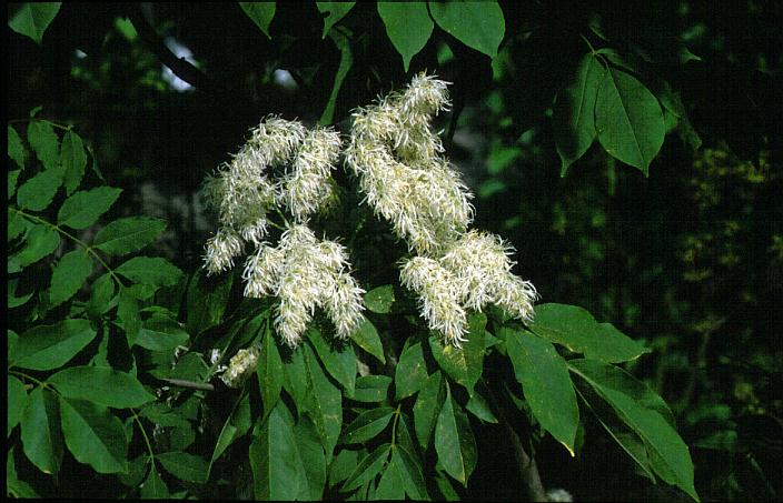  Image name: orniello4.jpg 
 width: 704 pixel 
 height: 453 pixel 
 Size: 67724 bytes 
 Click to enlarge 